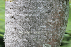 Cochlospermum religiosum